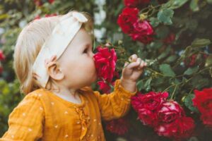 Cute girl toddler smelling red roses